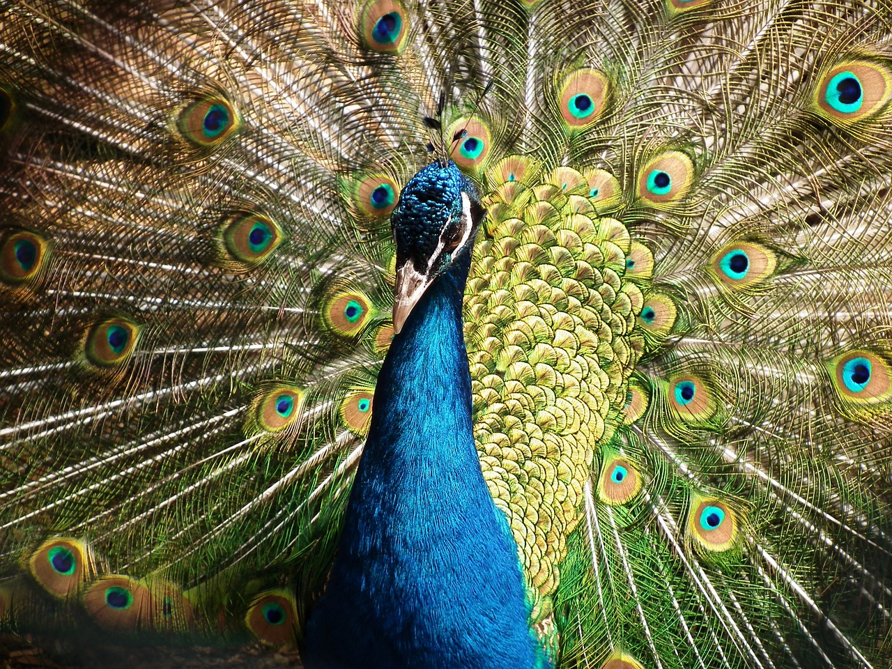 peafowl, peacock, bird-377748.jpg